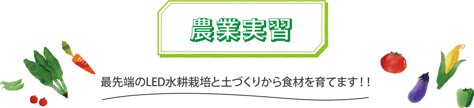 農業実習 最先端のLED水耕栽培と土づくりから食材を育てます！！